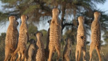 ¿Qué hacen los animales antes de ir a la guerra?