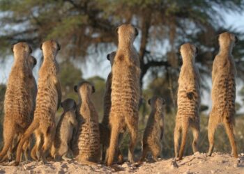 ¿Qué hacen los animales antes de ir a la guerra?