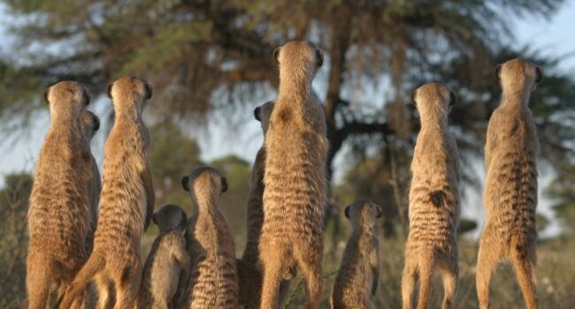 ¿Qué hacen los animales antes de ir a la guerra?