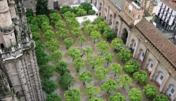 IU Sevilla exige al Ayuntamiento que frene la apropiación de espacio público por parte del Cabildo en el entorno del Patio de los Naranjos