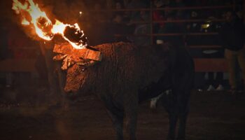 PACMA formaliza su demanda contra el Toro Júbilo de Medinaceli