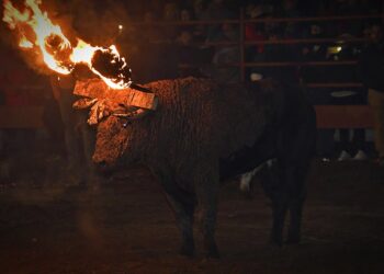 PACMA formaliza su demanda contra el Toro Júbilo de Medinaceli