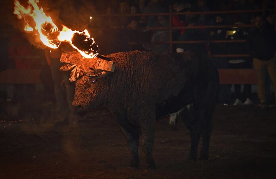PACMA formaliza su demanda contra el Toro Júbilo de Medinaceli