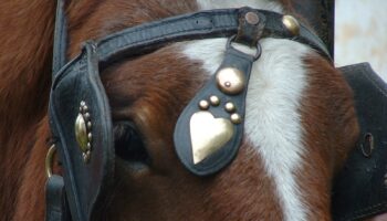 La Plataforma Defensa Animal lamenta que ningún partido vote a favor de eliminar los carruajes con caballos en Albal