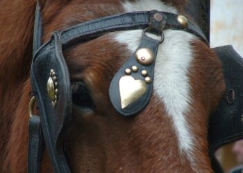 La Plataforma Defensa Animal lamenta que ningún partido vote a favor de eliminar los carruajes con caballos en Albal