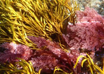 Una macroalga tropical invasora llega por primera vez a Galicia