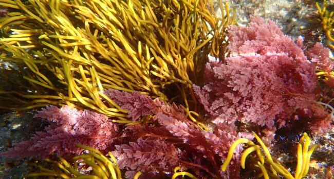 Una macroalga tropical invasora llega por primera vez a Galicia