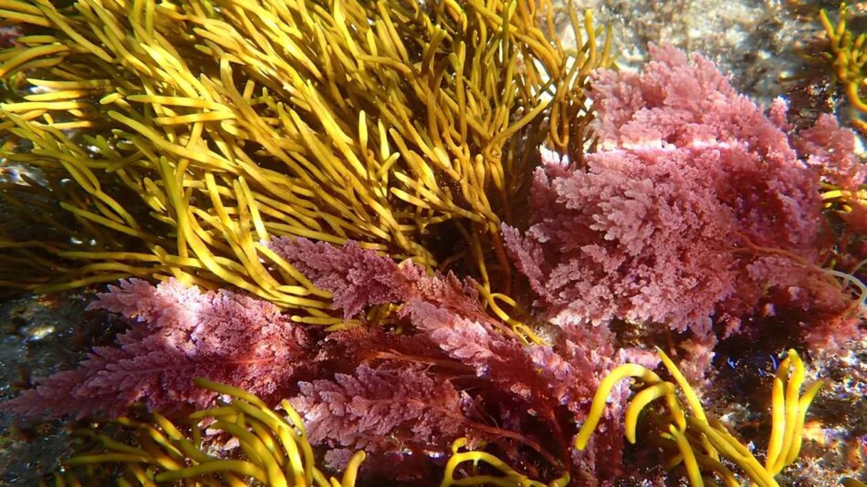 Una macroalga tropical invasora llega por primera vez a Galicia