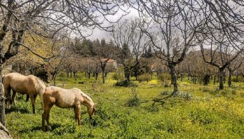 La Comunidad de Madrid devuelve el Plan Parcial del Sector SAU-3 “Los Arroyuelos” de Cercedilla a la casilla de salida