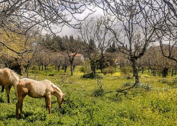 La Comunidad de Madrid devuelve el Plan Parcial del Sector SAU-3 “Los Arroyuelos” de Cercedilla a la casilla de salida