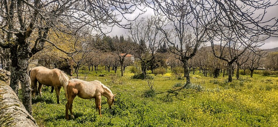 La Comunidad de Madrid devuelve el Plan Parcial del Sector SAU-3 “Los Arroyuelos” de Cercedilla a la casilla de salida