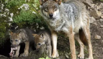 Alianza Verde considera impresentable la orden del gobierno de La Rioja que declara al lobo especie cinegética y exige su retirada al considerar que es ilegal