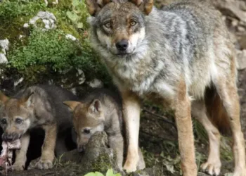 Alianza Verde considera impresentable la orden del gobierno de La Rioja que declara al lobo especie cinegética y exige su retirada al considerar que es ilegal