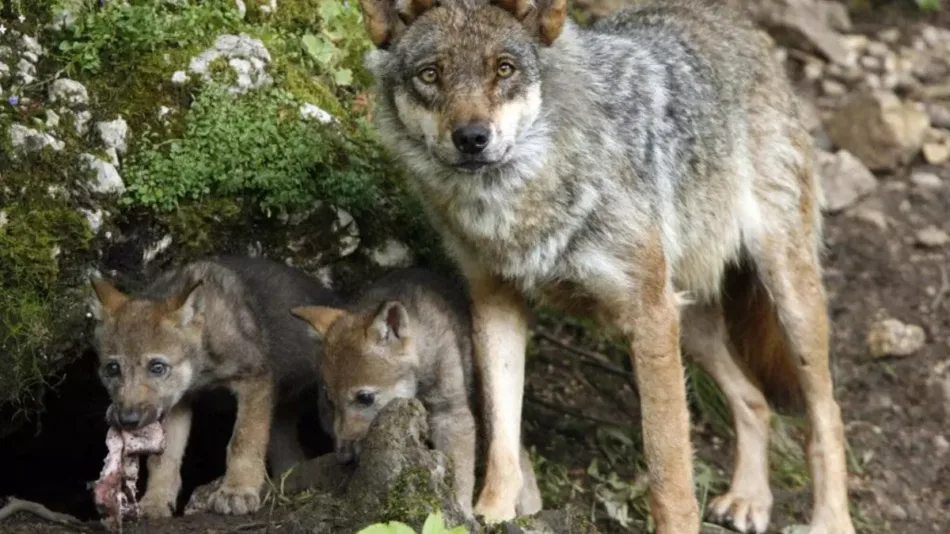 Alianza Verde considera impresentable la orden del gobierno de La Rioja que declara al lobo especie cinegética y exige su retirada al considerar que es ilegal