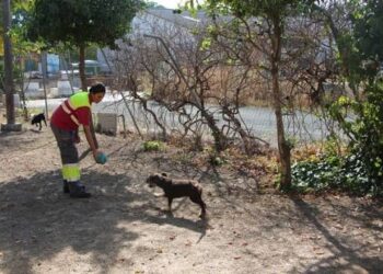 Nuevas denuncias cuestionan la gestión del Centro de Protección Animal de Sevilla