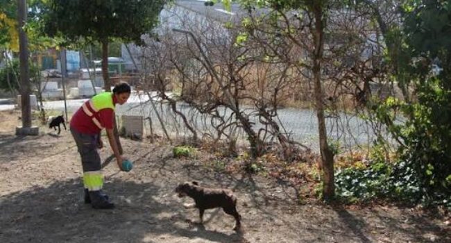 Nuevas denuncias cuestionan la gestión del Centro de Protección Animal de Sevilla