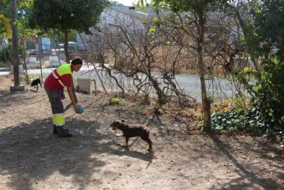 Nuevas denuncias cuestionan la gestión del Centro de Protección Animal de Sevilla