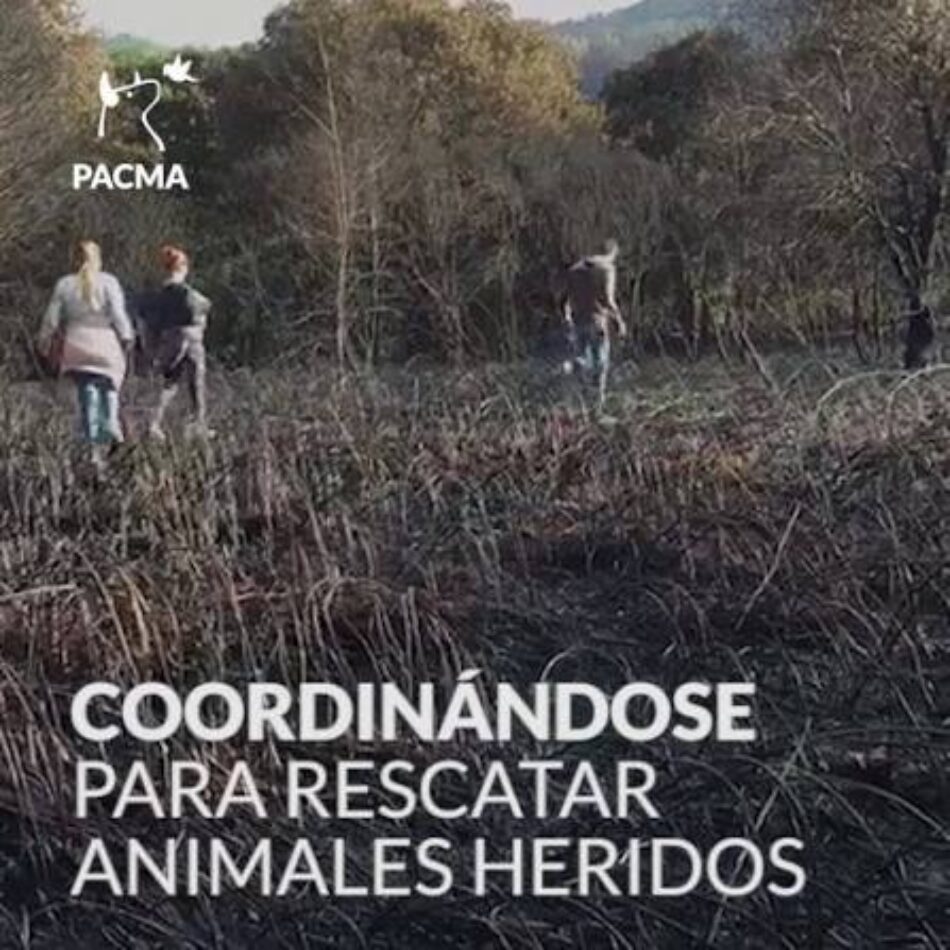 PACMA propone al Ministerio del Interior una coordinación centralizada para atender y evacuar animales en las zonas afectadas por los incendios
