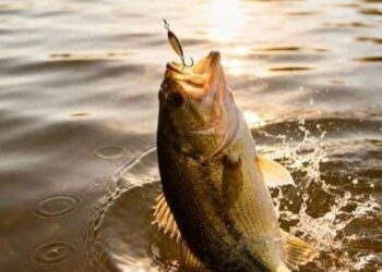 Ecologistas denuncia que el proyecto de Ley de Gestión Piscícola de La Rioja supone una rebaja de la protección ambiental