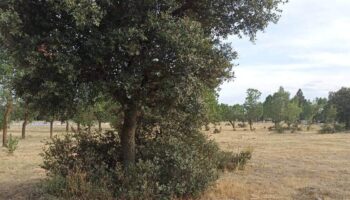 Ecologistas en Acción rechaza los planes de la alcaldía de Collado Villalba, que pretenden convertir en suelo urbanizable suelos protegidos junto al hospital de Quirón