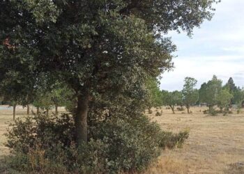 Ecologistas en Acción rechaza los planes de la alcaldía de Collado Villalba, que pretenden convertir en suelo urbanizable suelos protegidos junto al hospital de Quirón