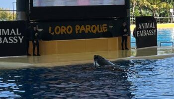 Alianza Verde pide al Ministro de Exteriores que impida el traslado de dos orcas desde Francia al Loro Parque de Tenerife y se garantice una alternativa “ética”