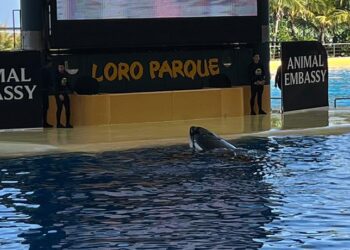 Alianza Verde pide al Ministro de Exteriores que impida el traslado de dos orcas desde Francia al Loro Parque de Tenerife y se garantice una alternativa “ética”
