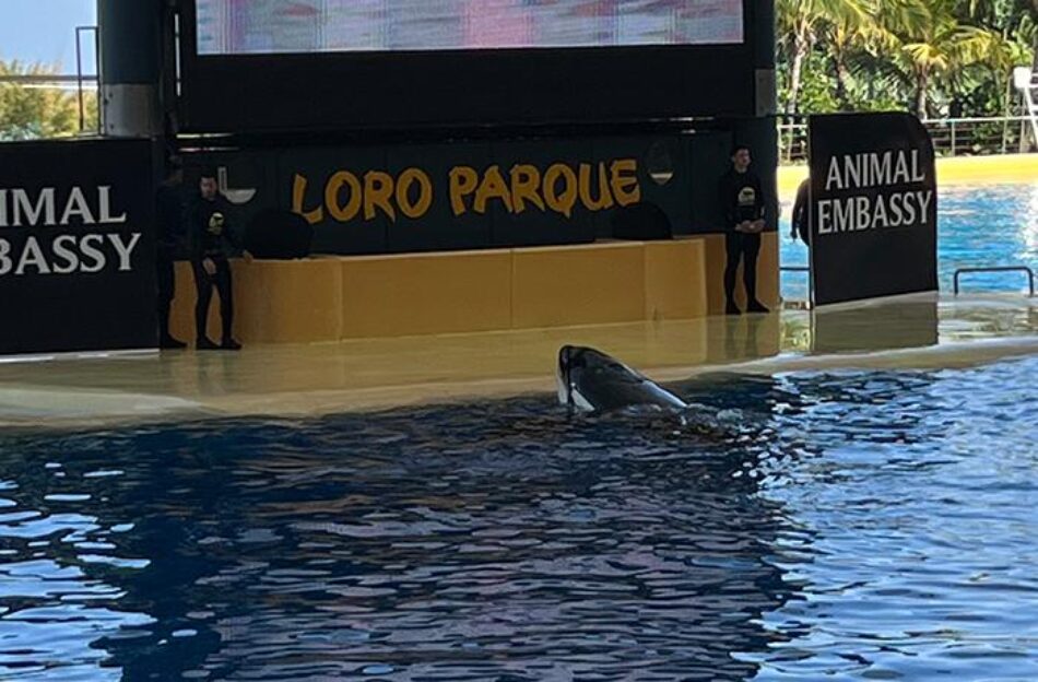 Alianza Verde pide al Ministro de Exteriores que impida el traslado de dos orcas desde Francia al Loro Parque de Tenerife y se garantice una alternativa “ética”