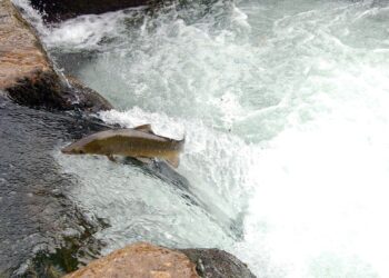Ecoloxistes n’Aición d’Asturies, ante la veda del Salmón y las declaraciones del Consejero