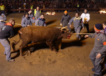 PACMA recurre la declaración del Toro Júbilo como Bien de Interés Cultural: «Nos sorprende la torpeza de la Junta»