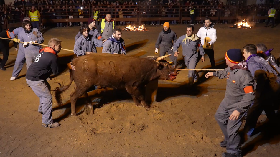 PACMA recurre la declaración del Toro Júbilo como Bien de Interés Cultural: «Nos sorprende la torpeza de la Junta»