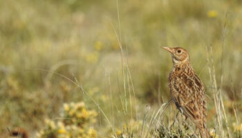 El éxito que rescata a la alondra ricotí: las acciones que han devuelto una de las aves más amenazadas de Europa a enclaves donde se extinguió