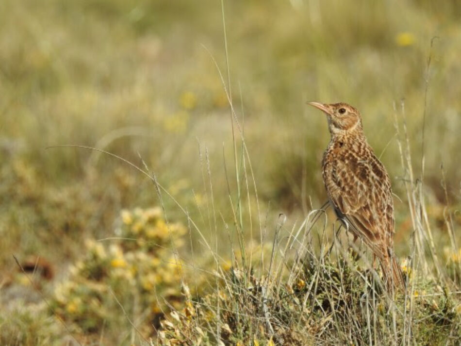 El éxito que rescata a la alondra ricotí: las acciones que han devuelto una de las aves más amenazadas de Europa a enclaves donde se extinguió