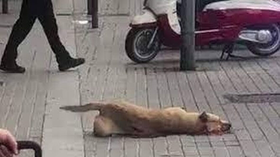 PACMA: «El archivo del caso Sota demuestra que en España matar a un animal puede quedar impune»