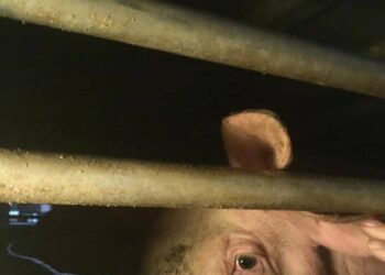 Activistas de Defensa Animal documentan la llegada de animales a Mercavalència y reclaman el fin de la explotación animal