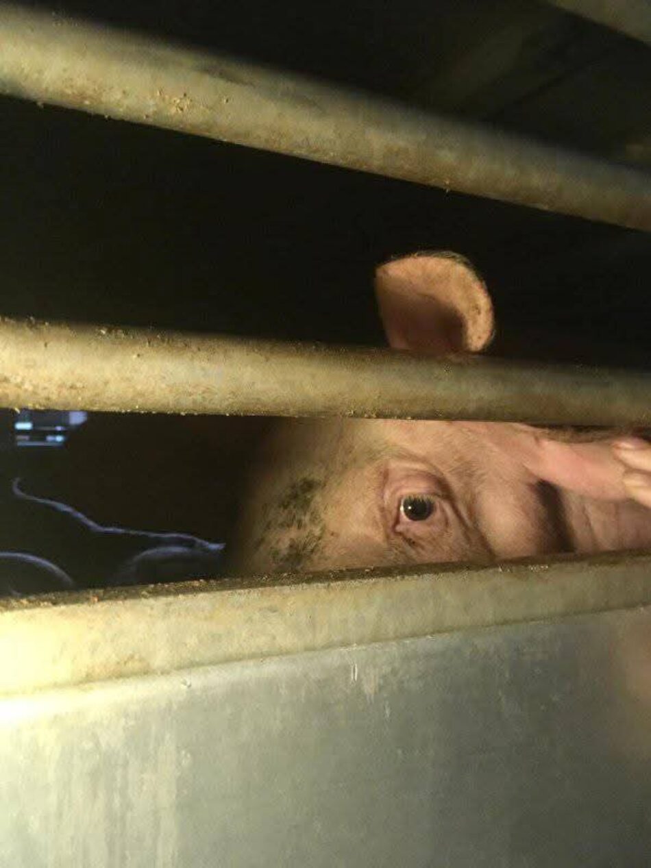 Activistas de Defensa Animal documentan la llegada de animales a Mercavalència y reclaman el fin de la explotación animal