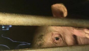 Activistas documentan la situación de los animales a las puertas de Mercavalència