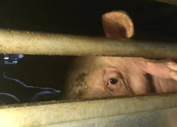 Activistas documentan la situación de los animales a las puertas de Mercavalència