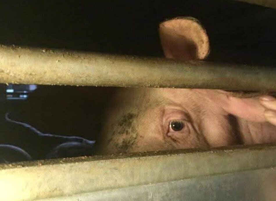 Activistas documentan la situación de los animales a las puertas de Mercavalència