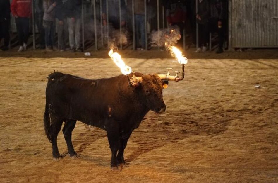 Lamentan que un niño de solamente 2 años haya resultado herido en los festejos taurinos de Castalla (Alicante)