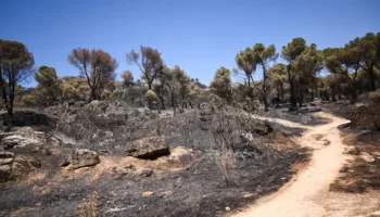 Consideran insuficiente la limitación cinegética aprobada por la Comunidad de Madrid tras los incendios en la Sierra Oeste