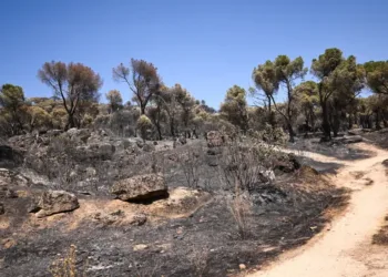 Ecologistas en Acción considera insuficiente la limitación cinegética aprobada por la Comunidad de Madrid tras los incendios en la Sierra Oeste