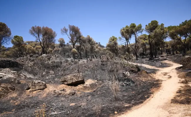 Ecologistas en Acción considera insuficiente la limitación cinegética aprobada por la Comunidad de Madrid tras los incendios en la Sierra Oeste