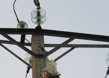 Alertan de la constante mortalidad por electrocución de aves rapaces en Morales de Toro y del riesgo de incendios asociados