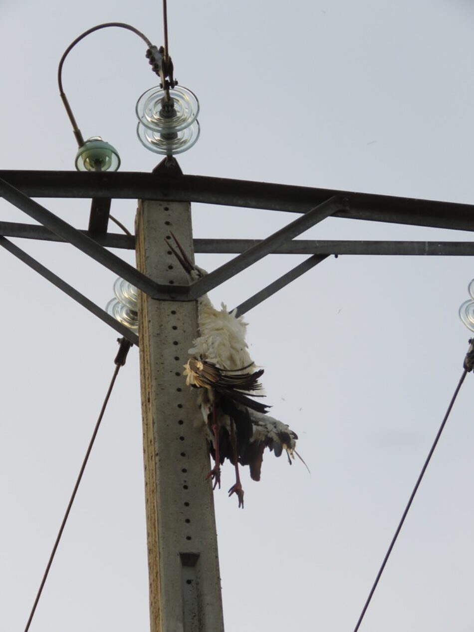 Alertan de la constante mortalidad por electrocución de aves rapaces en Morales de Toro y del riesgo de incendios asociados