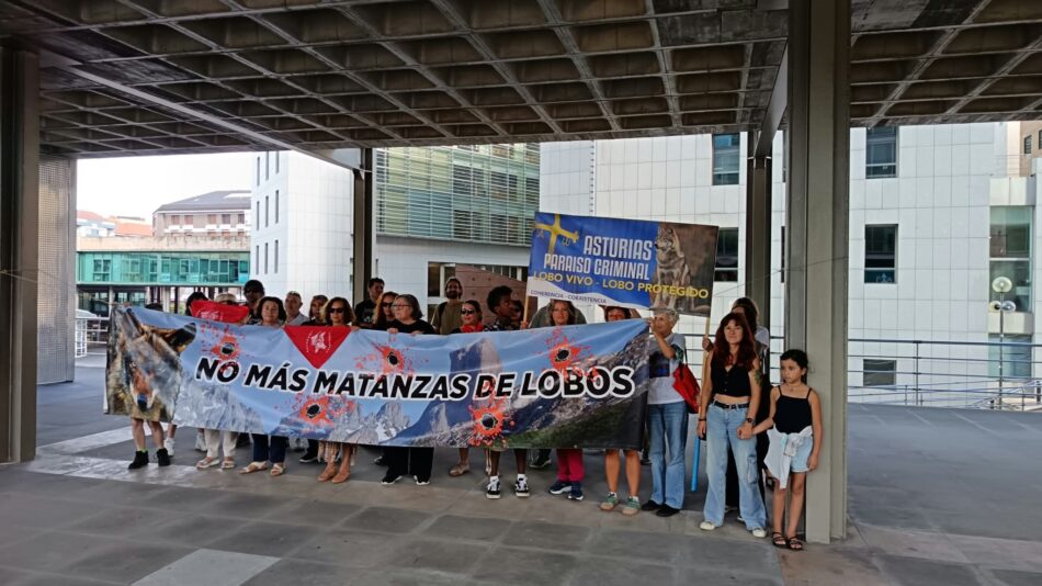 Grupo Lobo Asturias: «el gobierno asturiano insiste empecinadamente en la errónea estrategia de matar lobos, niega la evidencia científica y ningunea las medidas preventivas»