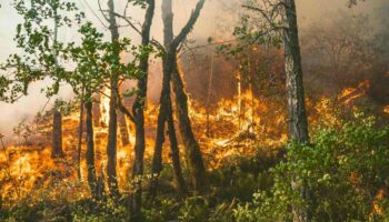 ¿Cómo hemos llegado a esta situación con los incendios forestales en España?