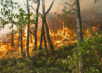 ¿Cómo hemos llegado a esta situación con los incendios forestales en España?
