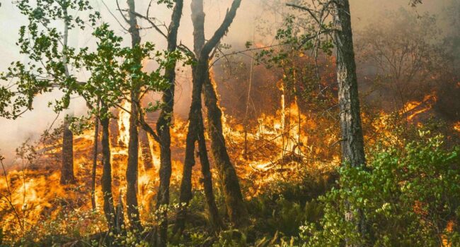 ¿Cómo hemos llegado a esta situación con los incendios forestales en España?