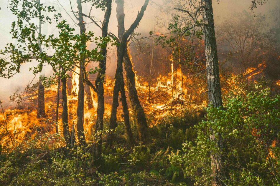 ¿Cómo hemos llegado a esta situación con los incendios forestales en España?